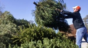 Trees