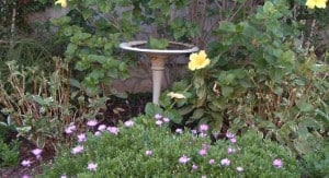 OBGarden