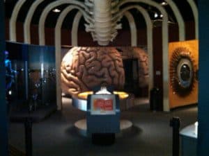 Brain