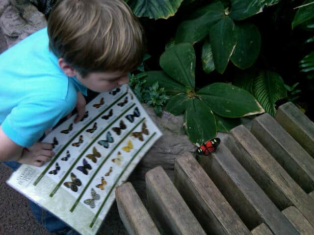 Butterfly on Bench