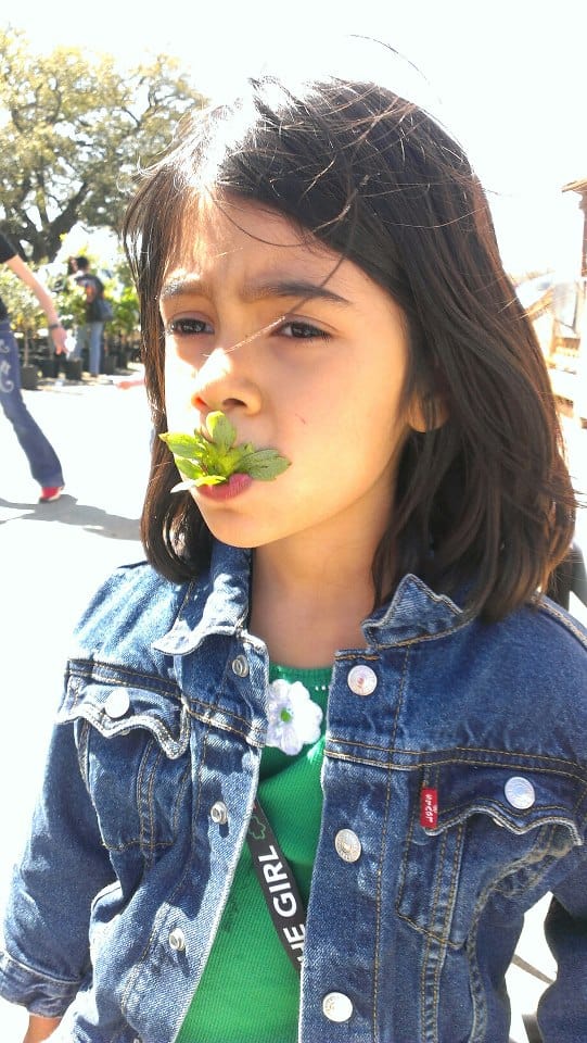 Strawberries at Frobergs Farm