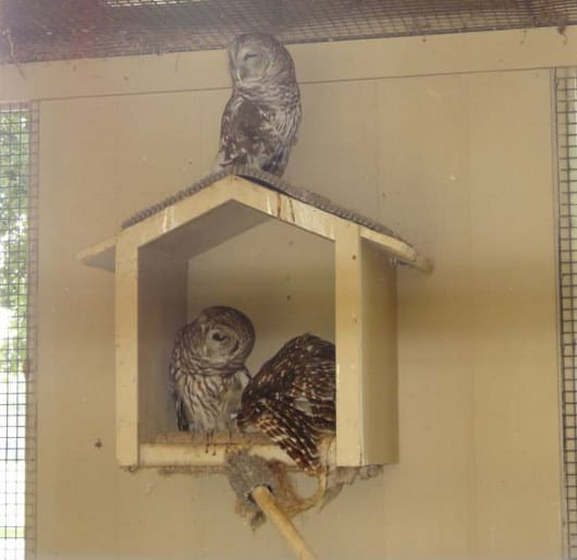 Owls at Bear Creek Park Houston