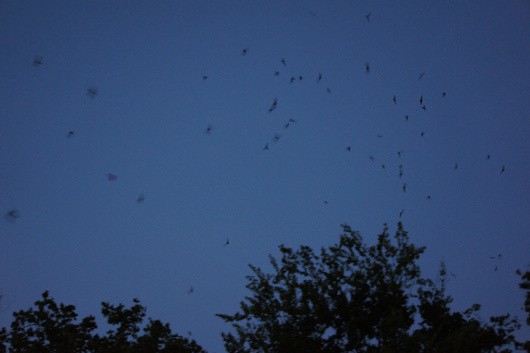 Waugh Bridge Bat Colony