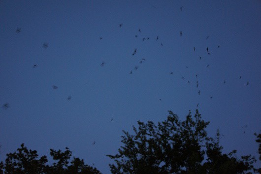 Waugh Bridge Bat Colony