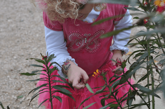 Brooke looking at a caterpillar at Houston Craft Museum