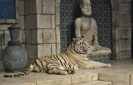 White Tiger at Downtown Aquarium