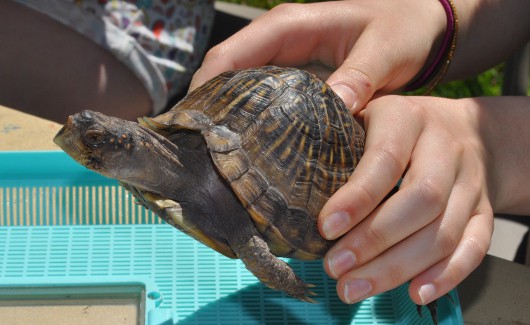 Turtle at Nature Discovery Center Houston field trips that come to you