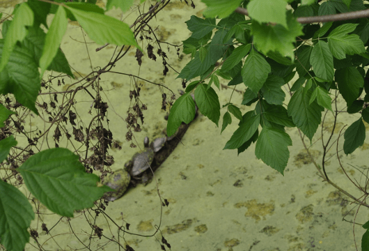 Turtles at Oyster Creek Park