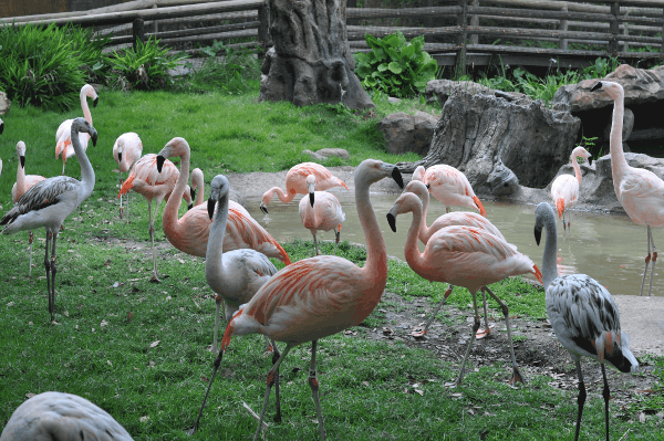 Houston Zoo Flamingos