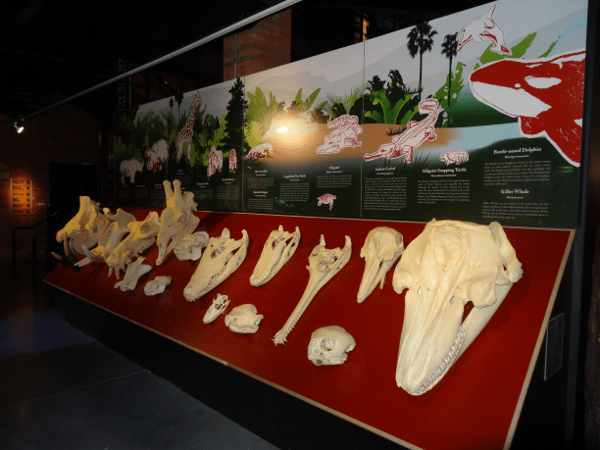 Skulls at Houston Museum of Natural Science Sugar Land