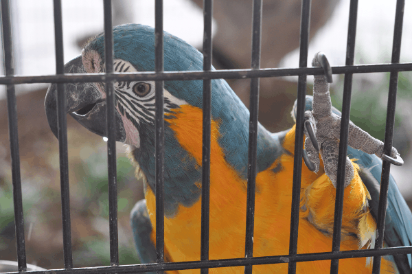 Birds at Gallery Furniture