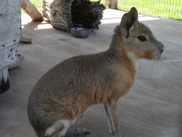 Cavy from Old Mac Donalds Farm