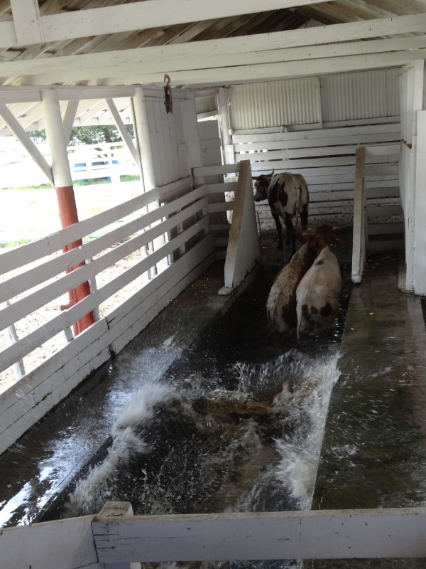 Cows at George Ranch