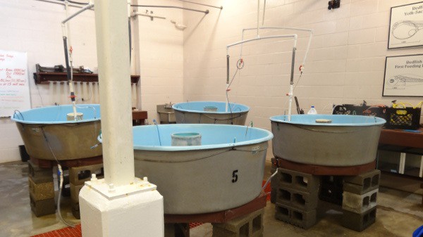 Egg and Fry Tanks6