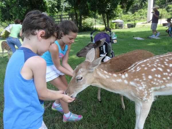 Feeding More Animals at Old Mac Donalds Farm