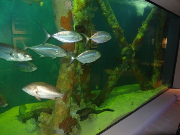 Fish at Sea Center Texas