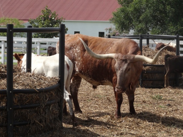 Long Horn at George Ranch Historical Park