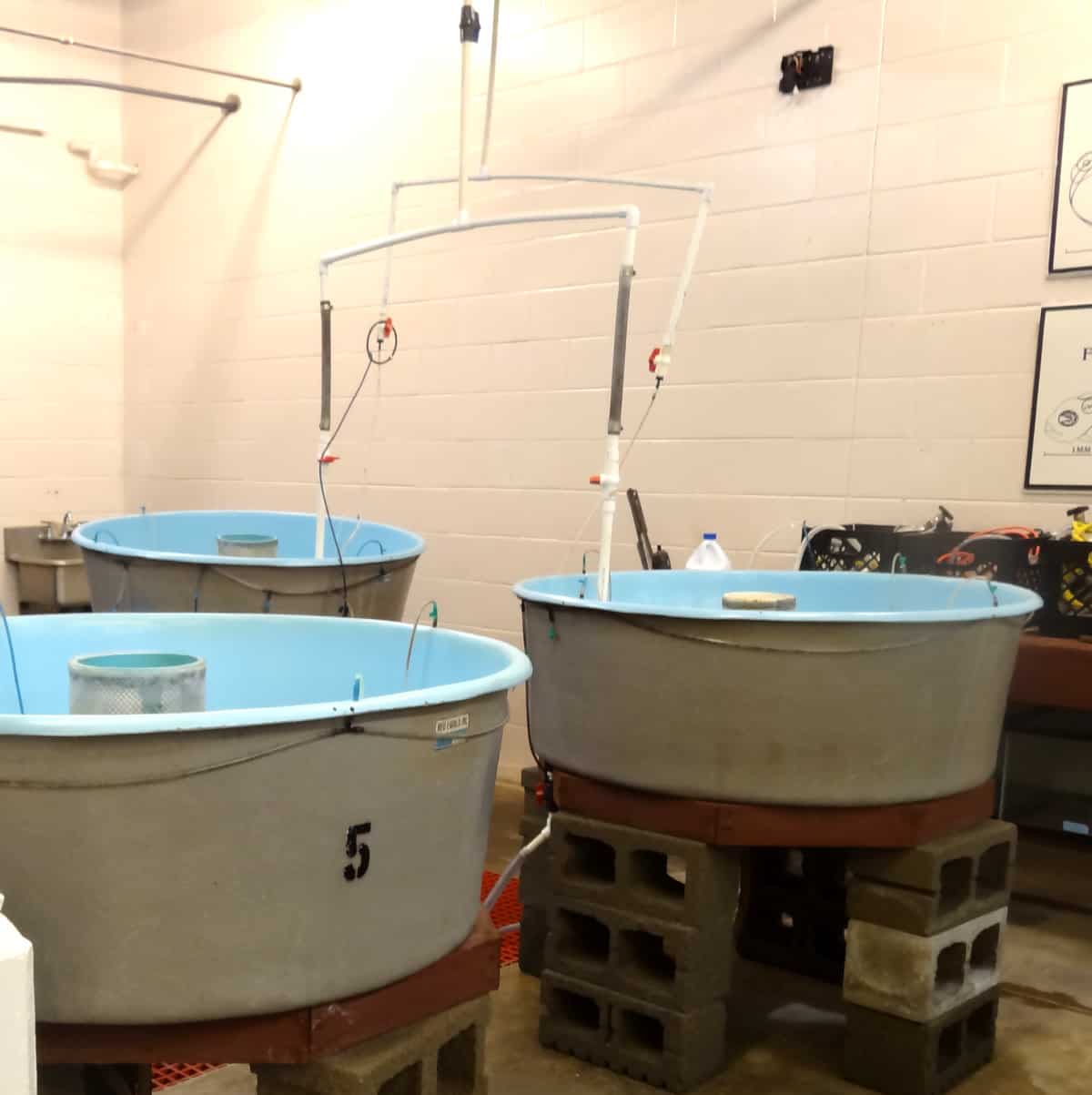 Egg Tanks at Sea Center Texas