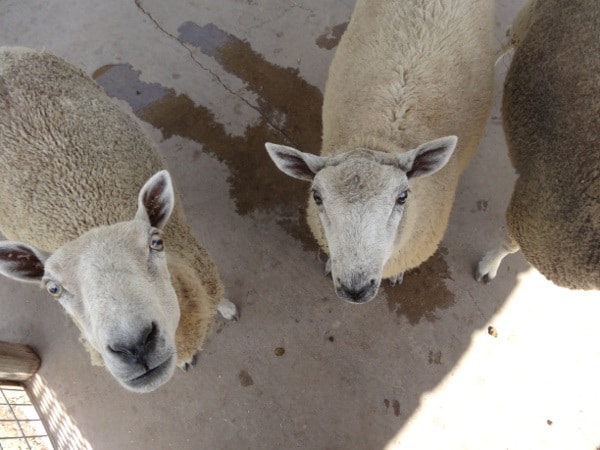 Sheep at Old Mac Donalds Farm