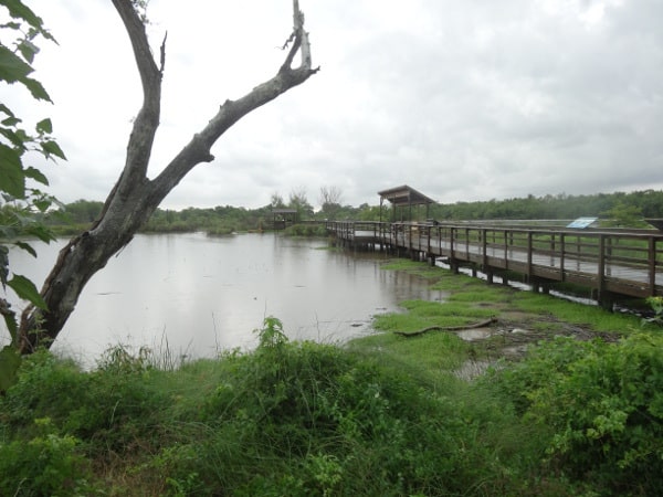 wetlands boardwalk6