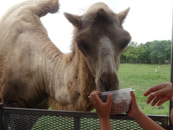 Camel at Bayou Wildlife Park