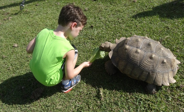 Crocodile Encounter Feeding Tortoises1