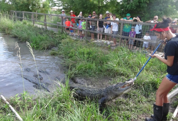croc encounters groupon