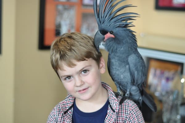 Gallery Furniture Bird on Shoulders
