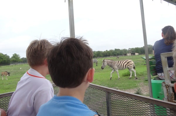 Zebra at Bayou Wildlife Park Safari Houston