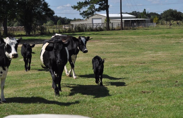 Cows at Ranch