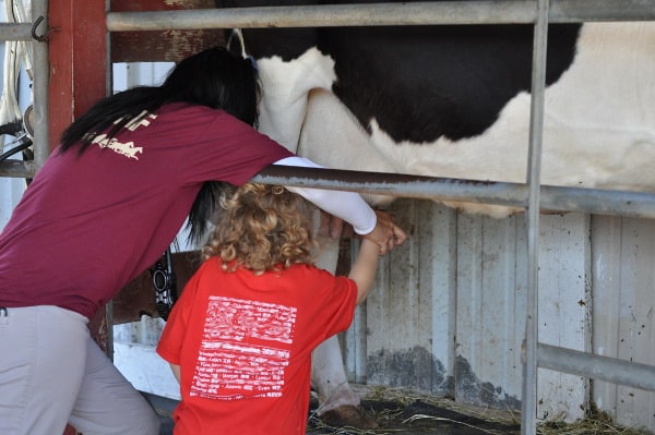 Milking Cow