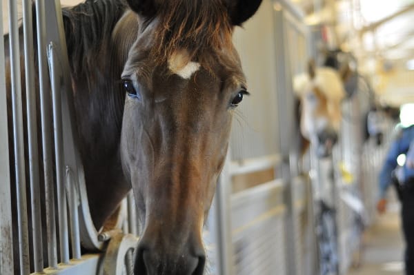 Houston Police Mounted Patrol Stables