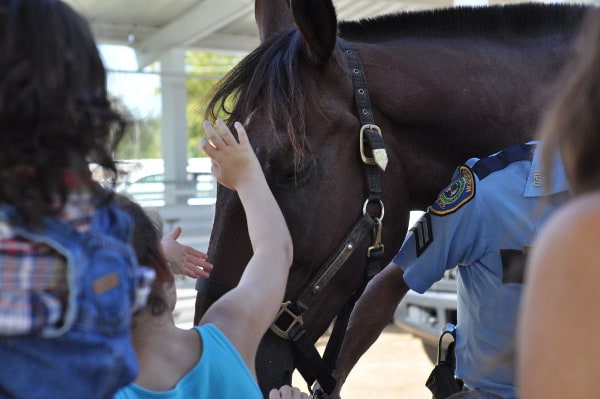 Houston Police Mounted Patrol Stables Petting Horse