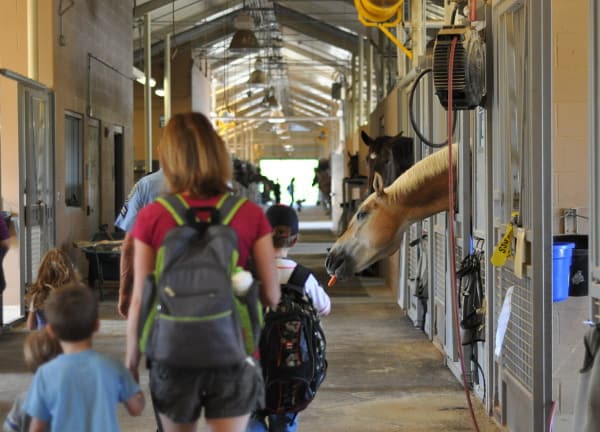 Mounted Patrol Walking Through Stables