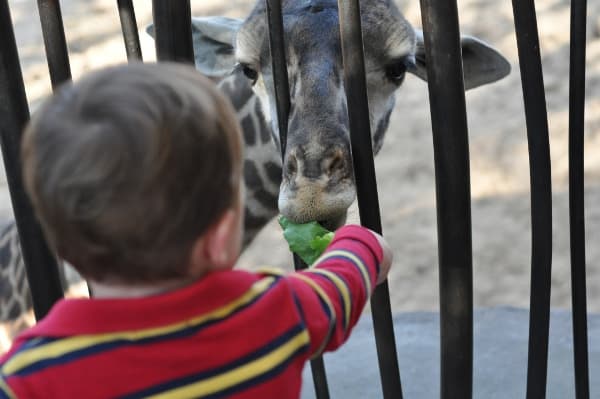 Feeding Giraffes at Houston Zoo