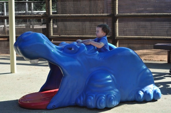 Hippo at Playground at Houston Zoo