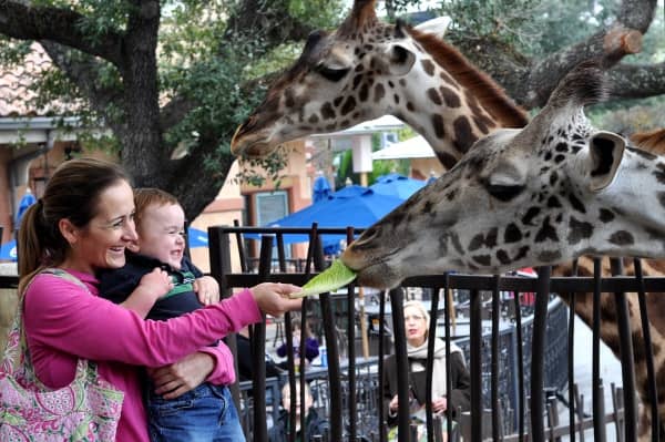 Feeding Giraffe at Houston Zoo