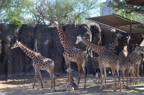 Giraffes at Houston Zoo
