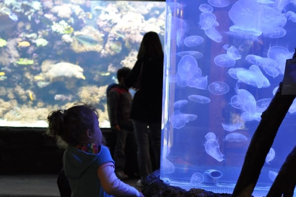 Houston Zoo Jelly Fish