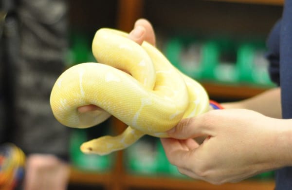 Snake at Houston Zoo Swap Shop