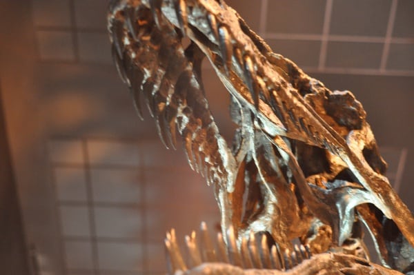 Teeth at Paleo Hall at Houston Museum of Natural Science