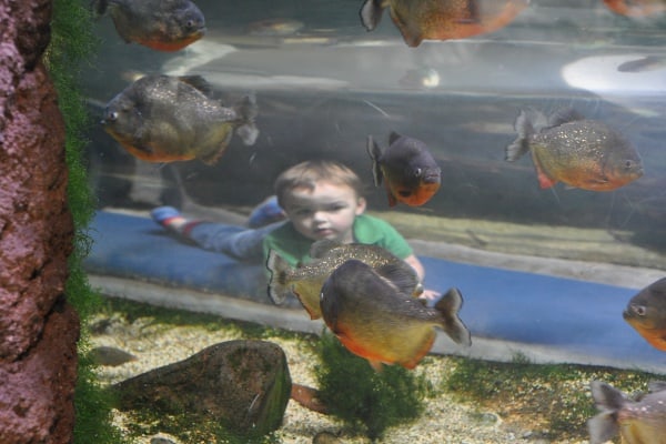 Tube Under Fish Tank at Houston Zoo