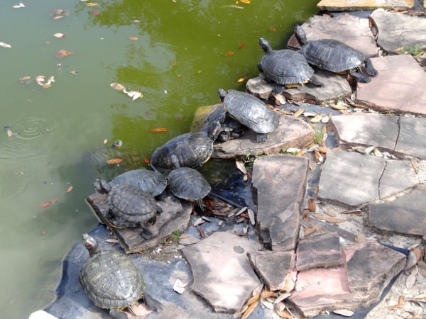 League Park Turtles