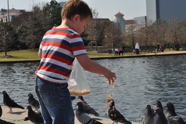 Hermann Park McGovern Lake Feeding Ducks Cheerios