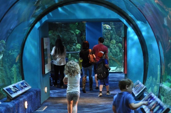 Moody Gardens Aquarium Shark Tunnel