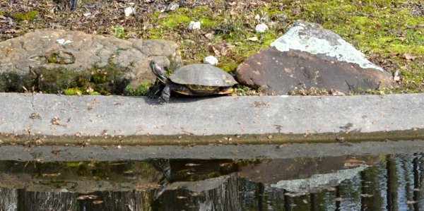 Turtles at Tomball Train Depot