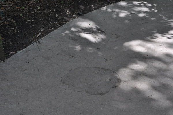 Footprints at Houston Zoo