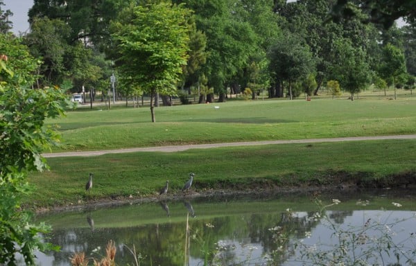 Hermann Park Golf Course Ducks