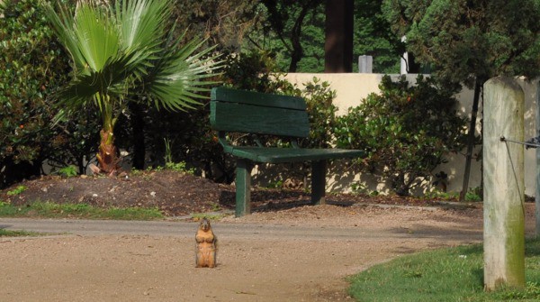 Hermann Park Golf Course Trail Squirel