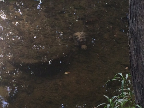 Snapping Turtle at Cedar Creek Cafe